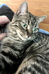 Piper - Photo 2