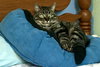 Piper - Photo 3