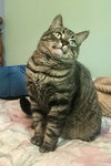 Piper - Photo 4