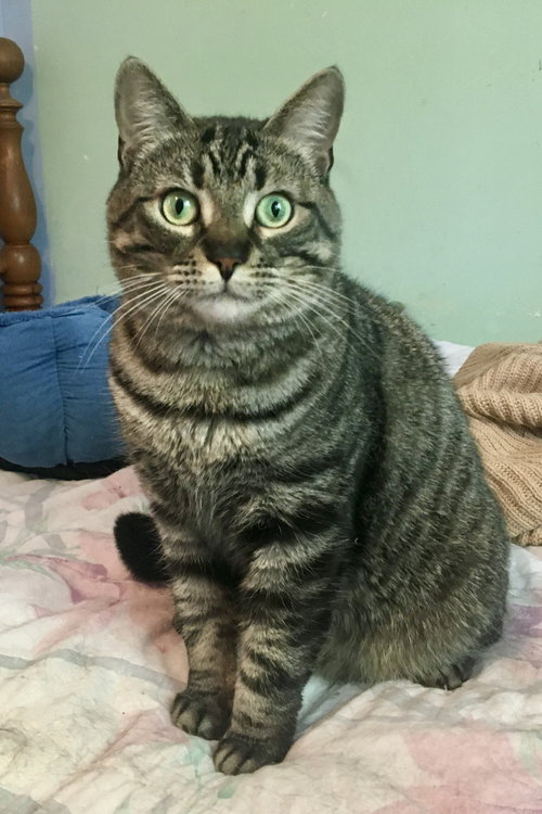 PIPER - Domestic Short Hair / Tabby available for adoption