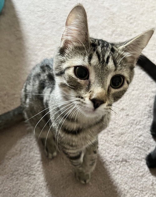 LAMBO - Domestic Short Hair / Tabby available for adoption