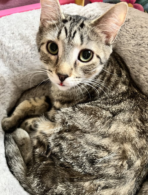 LAMBO - Domestic Short Hair / Tabby available for adoption