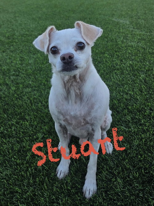 picture of the dog needing adoption