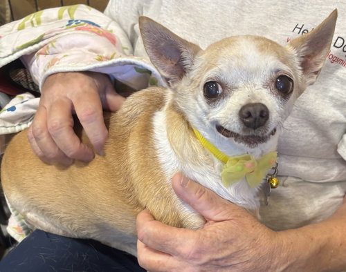 BABY - Chihuahua available for adoption