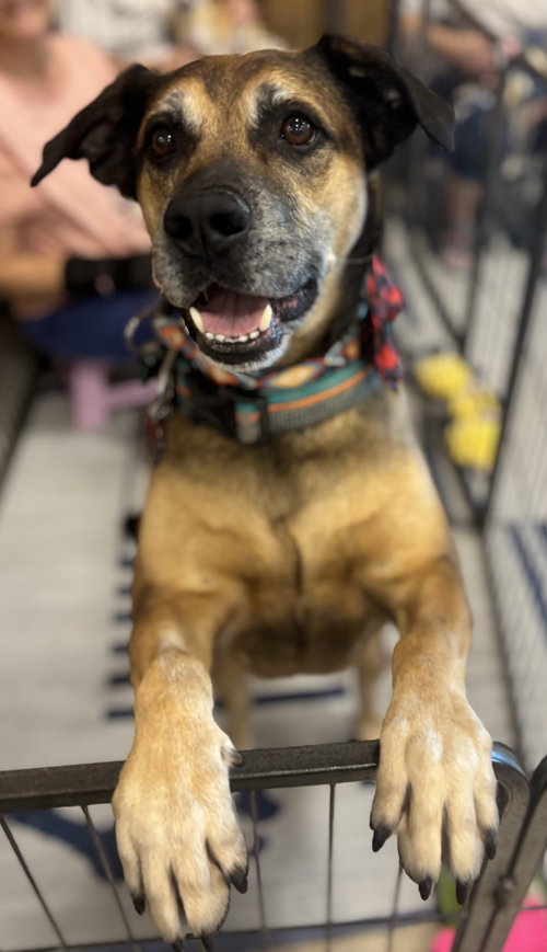 picture of the dog needing adoption