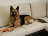 Gia the family dog! - Photo 11