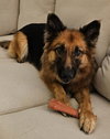 Gia the family dog! - Photo 16