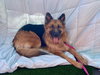 Gia the family dog! - Photo 9