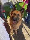 Gia the family dog! - Photo 15