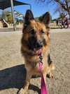 Gia the family dog! - Photo 12