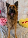 Gia the family dog! - Photo 13