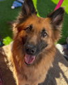 Gia the family dog! - Photo 10