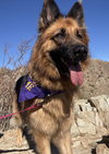 Gia the family dog! - Photo 8
