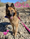 Gia the family dog! - Photo 7