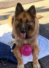 Gia the family dog! - Photo 6