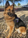 Gia the family dog! - Photo 2