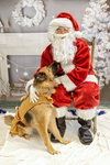 Gia the family dog! - Photo 5