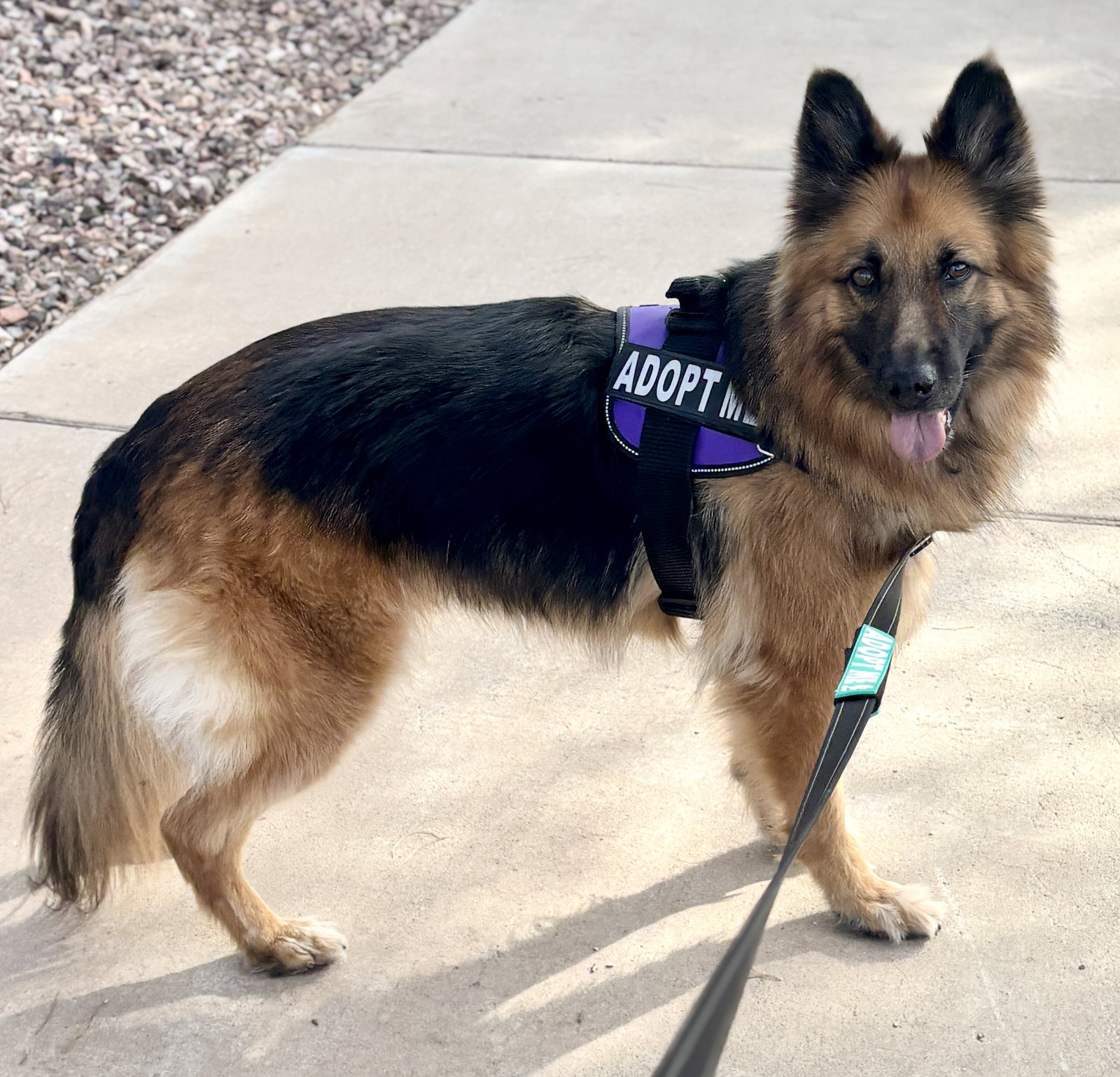 Gia the family dog!