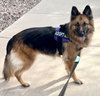 Gia the family dog! - Photo 1
