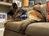 Gia the family dog! - Photo 3