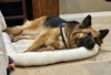 Gia the family dog! - Photo 4