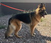 Gia the family dog! - Photo 17