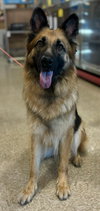 Gia the family dog! - Photo 21