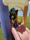 Gia the family dog! - Photo 23