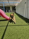 Gia the family dog! - Photo 22