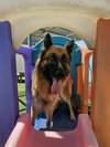 Gia the family dog! - Photo 24