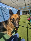 Gia the family dog! - Photo 25