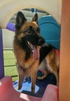 Gia the family dog! - Photo 18