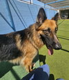 Gia the family dog! - Photo 20