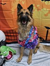 Gia the family dog! - Photo 19