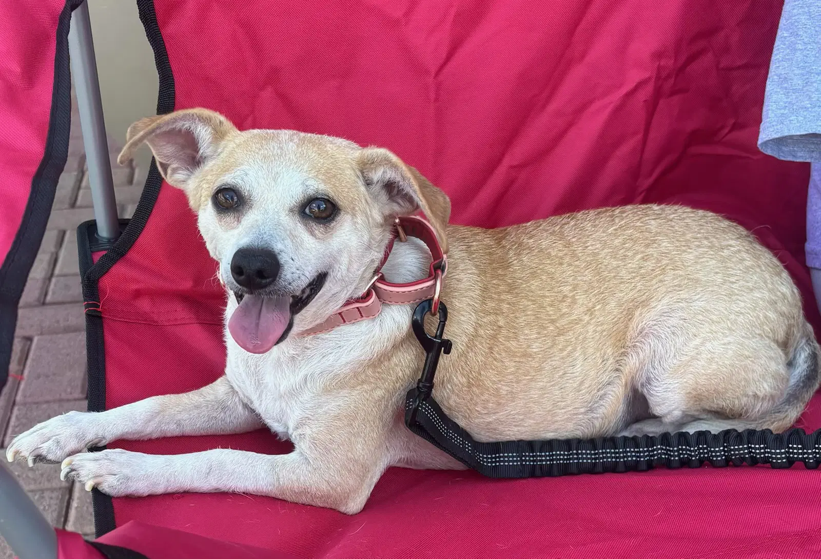 Buttercup - Chihuahua
