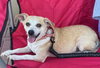 Buttercup - Photo 1