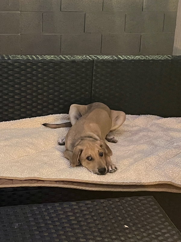 Maverick ***Courtesy Post***