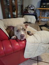 Shiloh - Photo 14