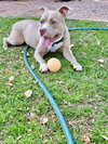 Shiloh - Photo 12