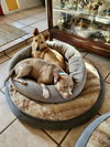 Shiloh - Photo 13