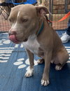 Shiloh - Photo 11