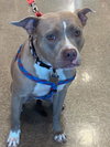 Shiloh - Photo 8