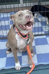 Shiloh - Photo 4