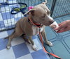 Shiloh - Photo 5
