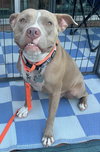 Shiloh - Photo 3
