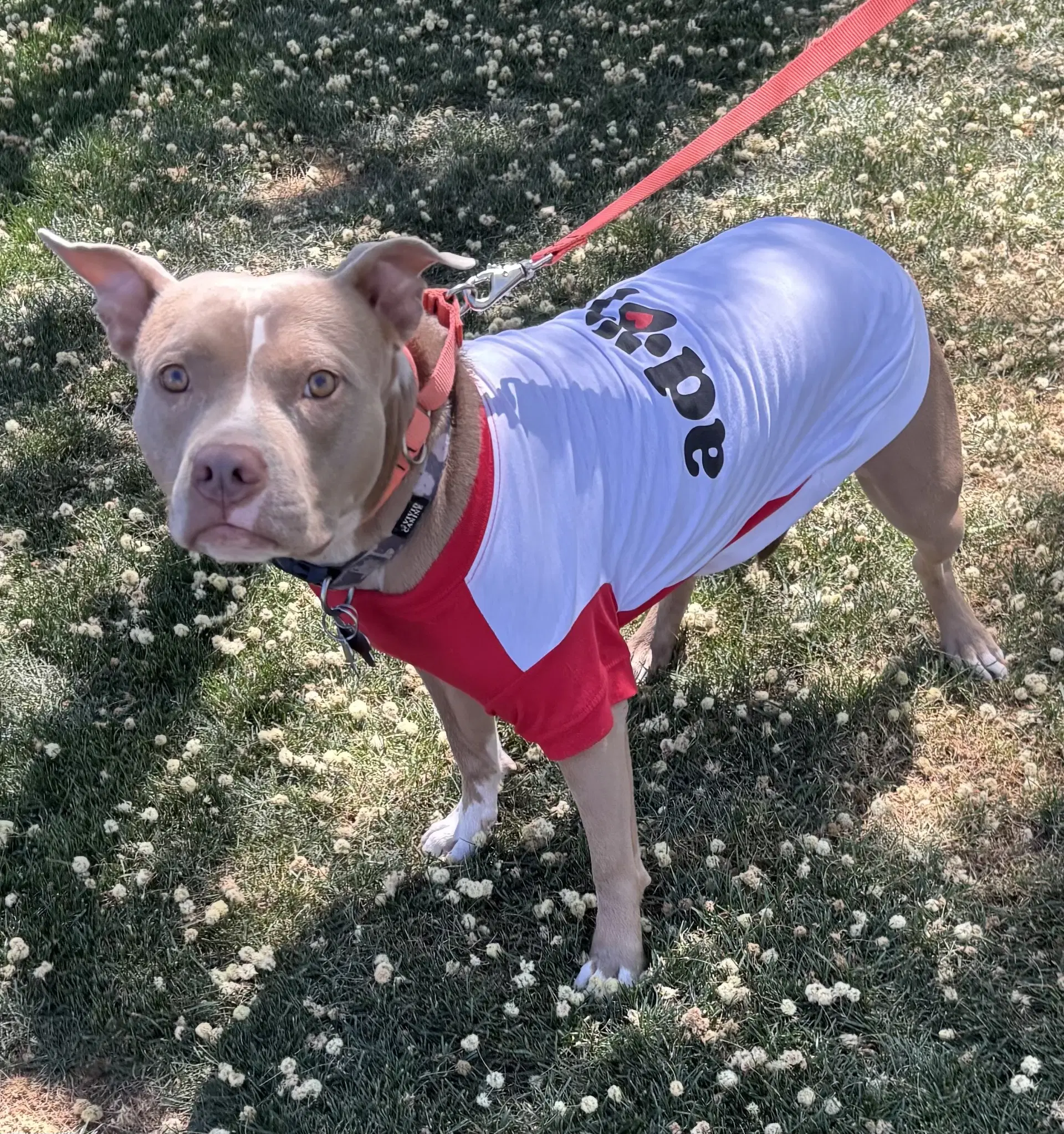 Shiloh - Pit Bull Terrier