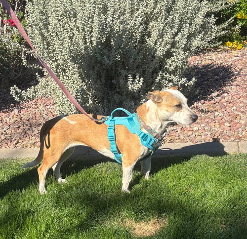 picture of the dog needing adoption