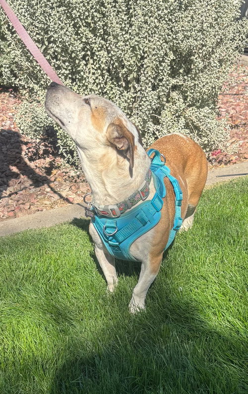 SABRINA - Basset Hound available for adoption