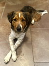 Bailey ***Courtesy Post*** - Photo 1