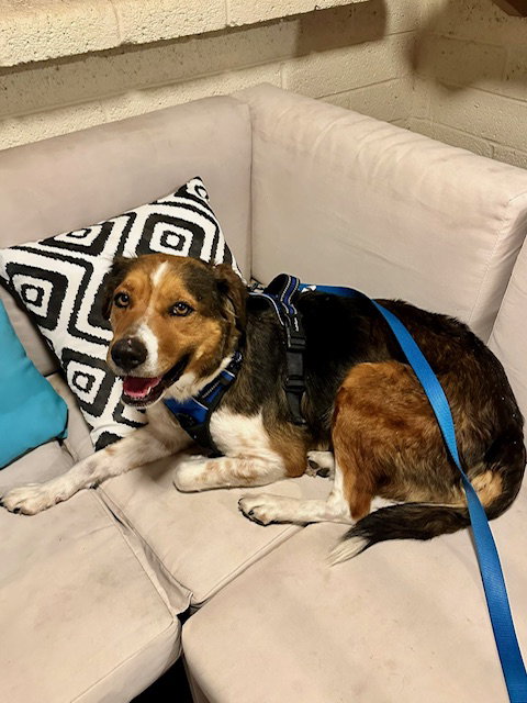 BAILEY ***COURTESY POST*** - Cattle Dog / Australian Shepherd available for adoption